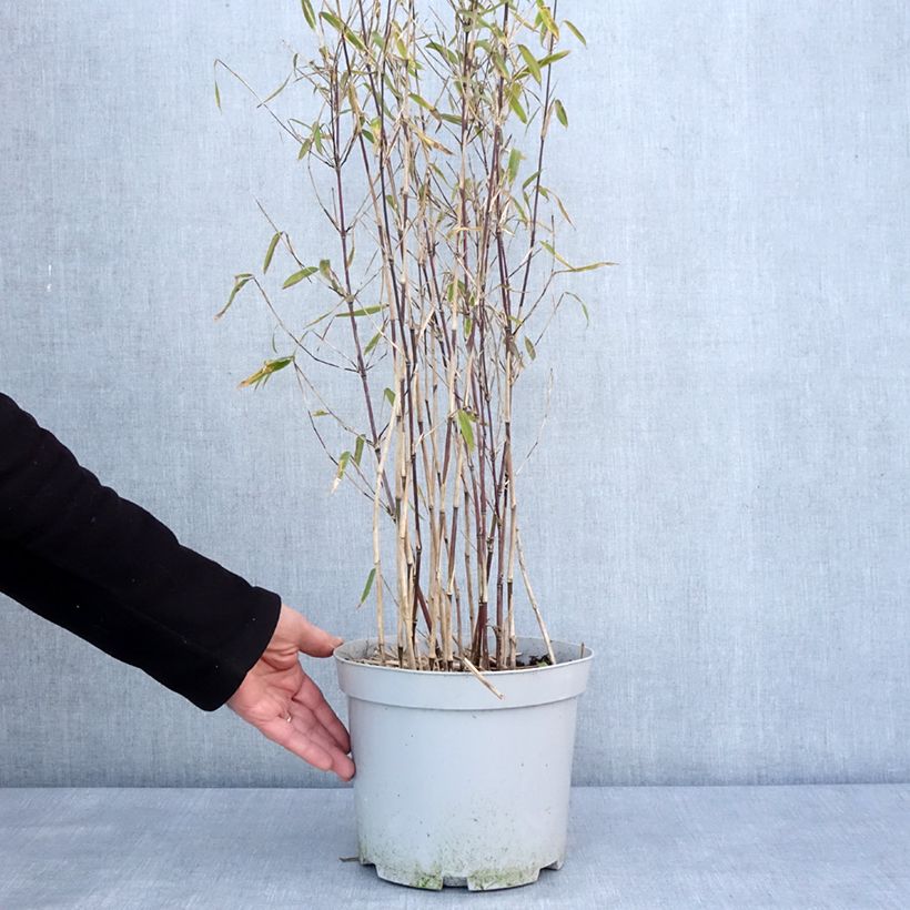 Fargesia nitida Trifina Black 4L/5L pot sample as delivered in winter