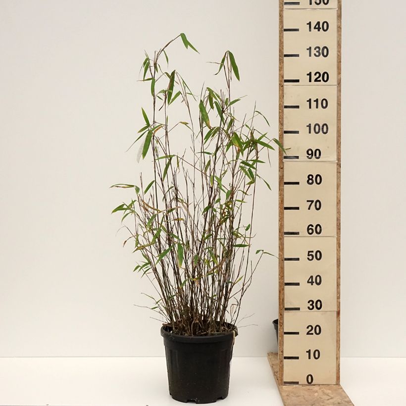 Fargesia papyrifera Blue Dragon - Non-running bamboo 7.5L/10L pot sample as delivered in winter