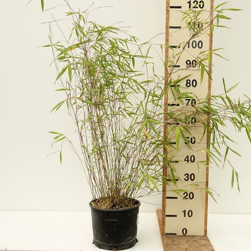 Fargesia papyrifera Blue Dragon - Non-running bamboo 7.5L/10L pot sample as delivered in spring