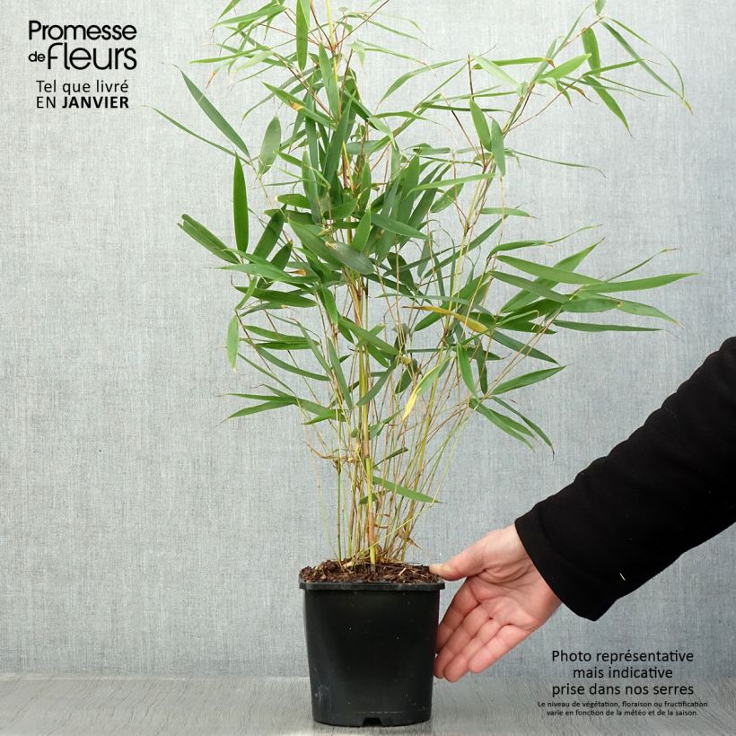 Fargesia robusta Pingwu - Non-running bamboo 2L/3L pot sample as delivered in winter