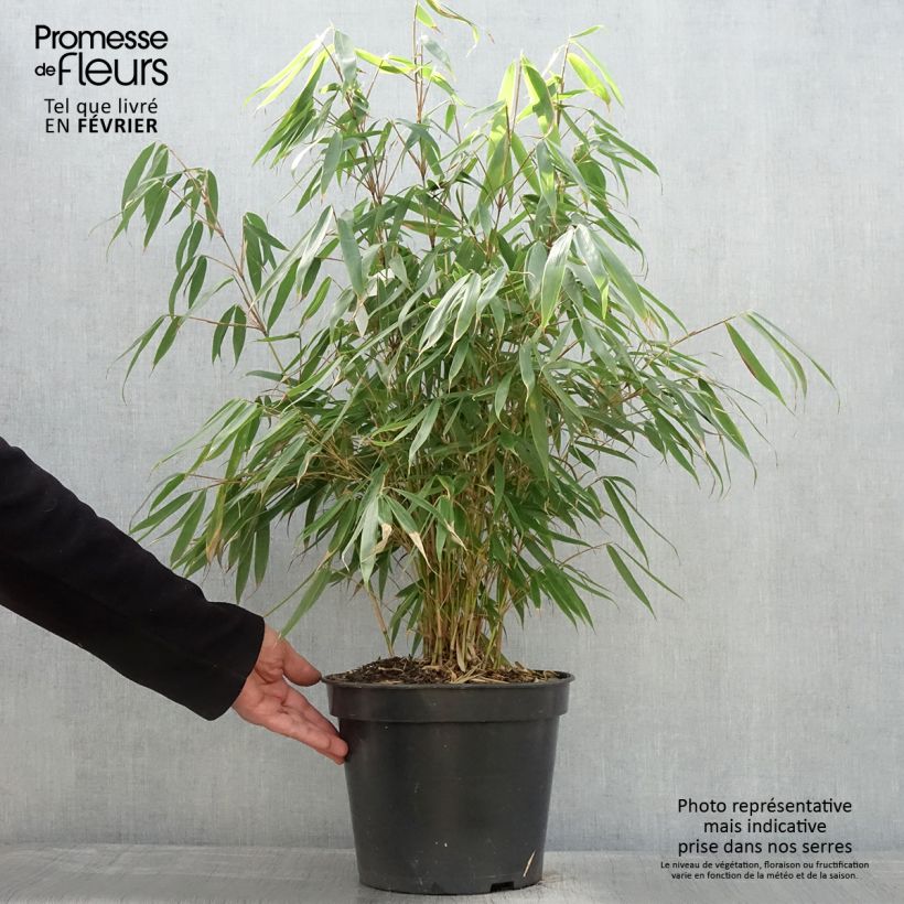 Fargesia robusta Pingwu - Non-running bamboo 7.5L/10L pot sample as delivered in winter