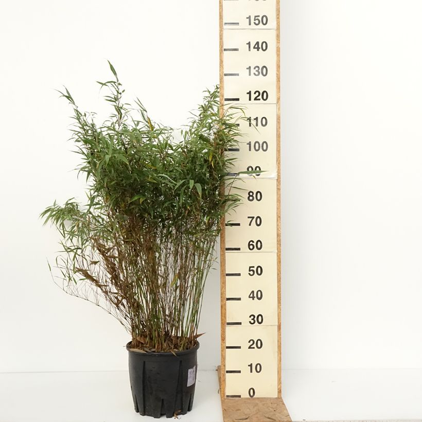 Fargesia robusta Wenchuan - Non-running bamboo 7.5L/10L pot sample as delivered in autumn
