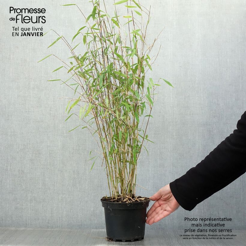 Fargesia Winter Joy - Non-running Bamboo 2L/3L pot sample as delivered in winter