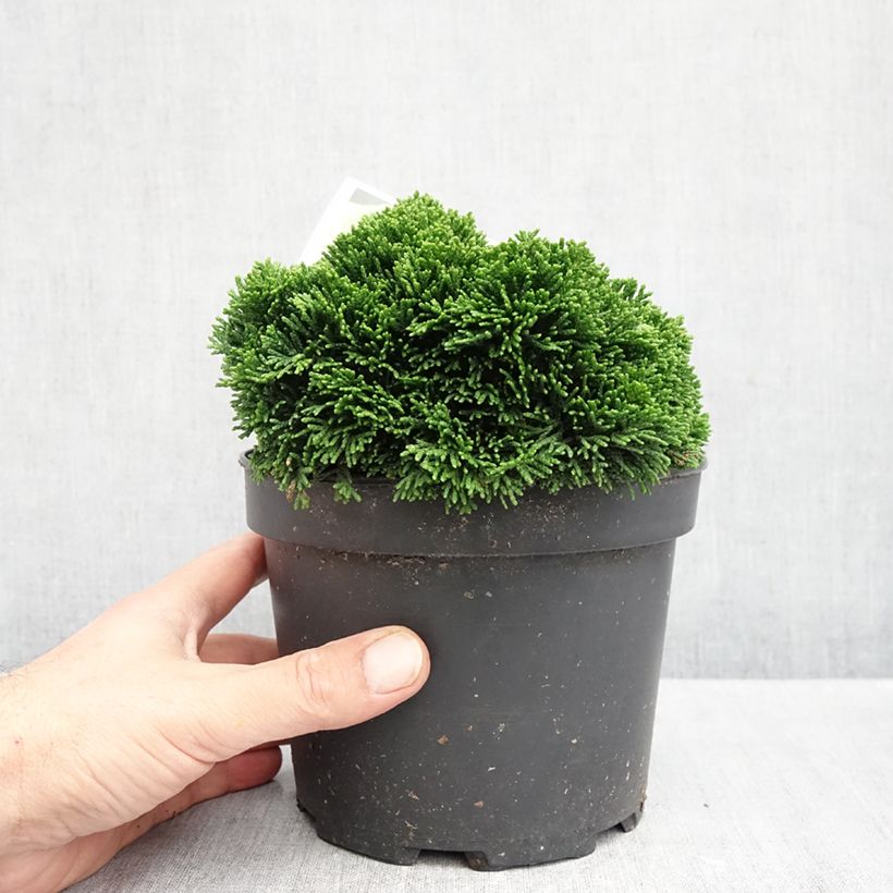 Chamaecyparis obtusa Juniperoides - Hinoki Cypress 2L/3L pot sample as delivered in autumn