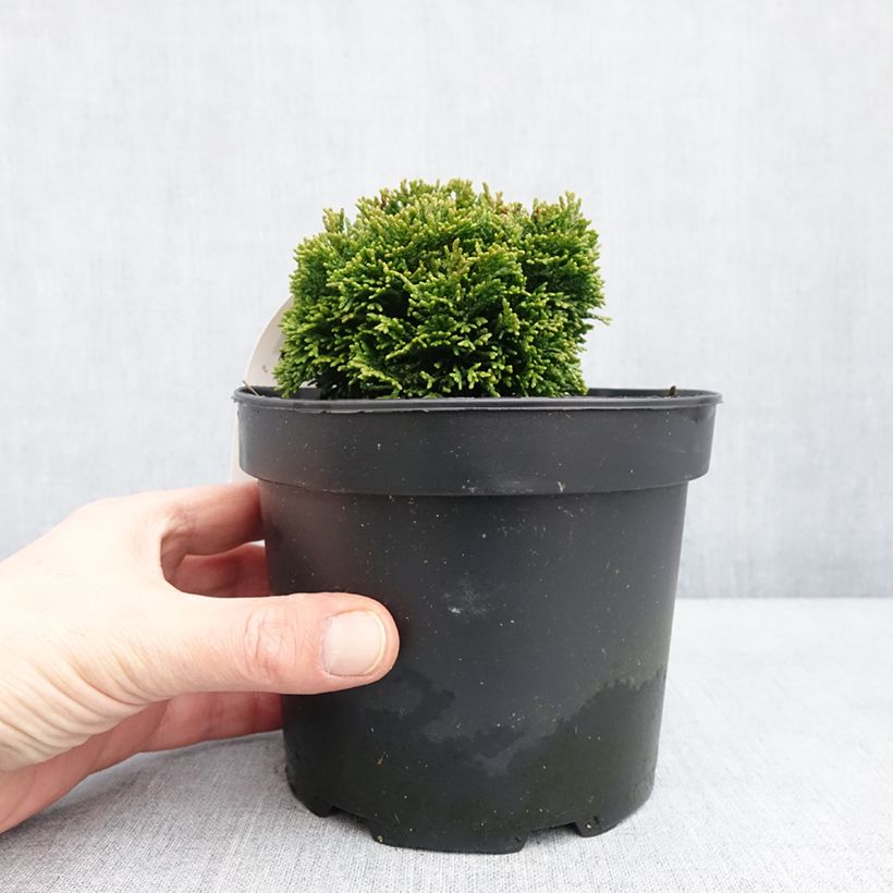 Chamaecyparis obtusa Juniperoides - Hinoki Cypress 2L/3L pot sample as delivered in winter