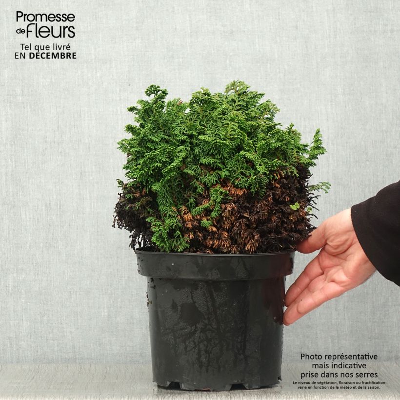 Chamaecyparis obtusa Kosteri - Hinoki Cypress 4L/5L pot sample as delivered in autumn