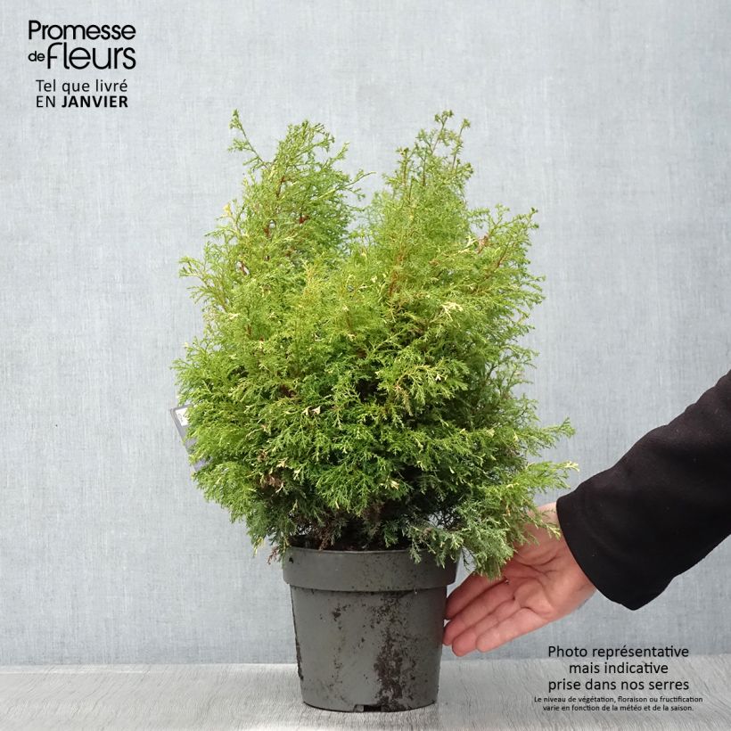 Chamaecyparis obtusa Saffron Spray - Hinoki Cypress 2L/3L pot sample as delivered in winter