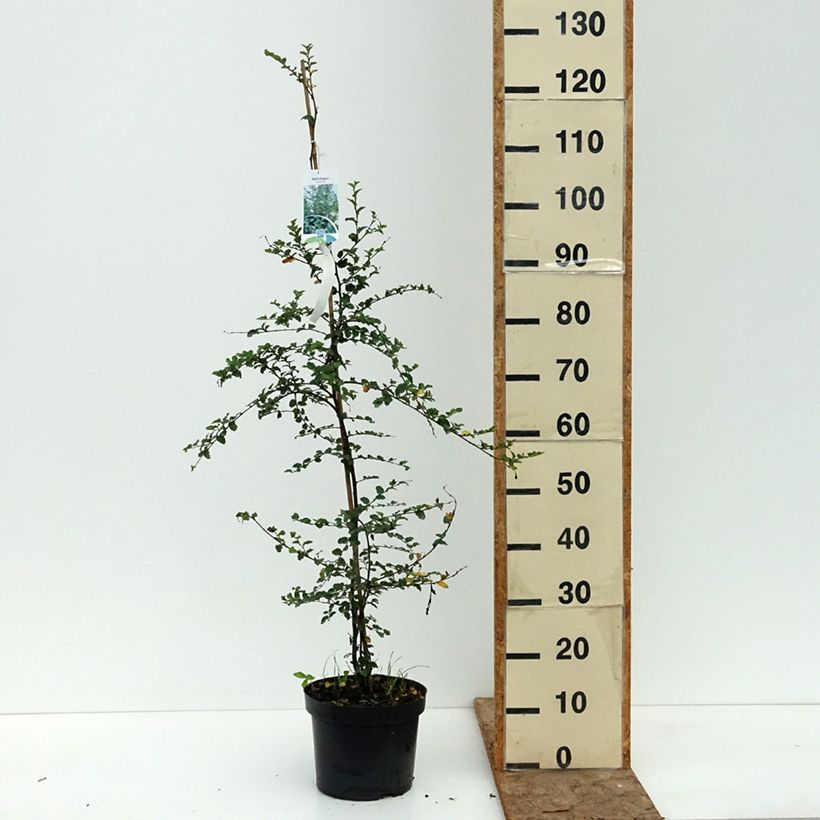 Nothofagus antarctica 4L/5L pot sample as delivered in summer