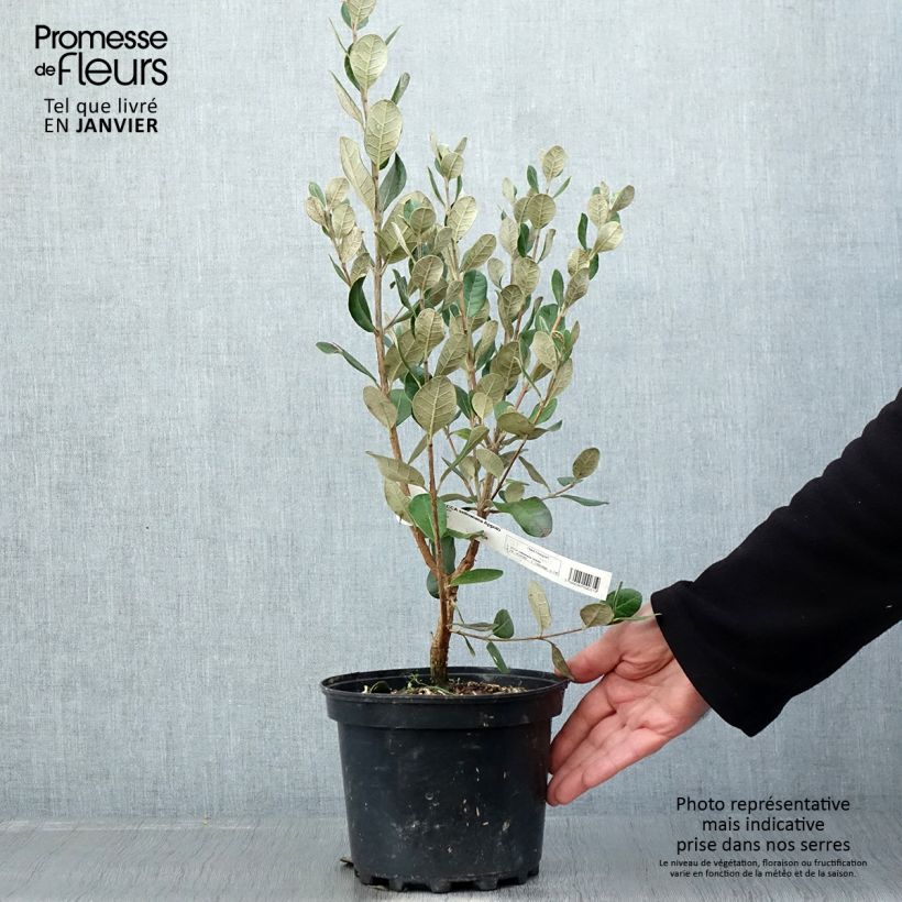 Feijoa sellowiana Apollo - Brazilian Guava 3L/4L pot sample as delivered in winter