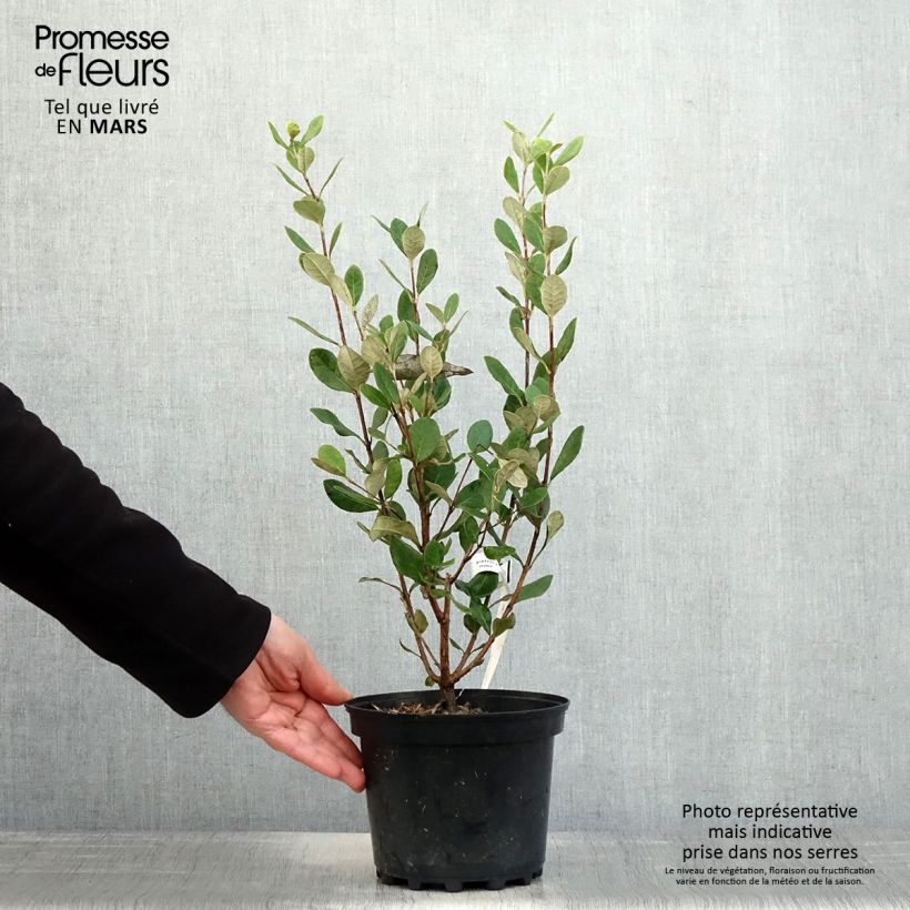 Feijoa sellowiana Apollo - Brazilian Guava 3L/4L pot sample as delivered in spring