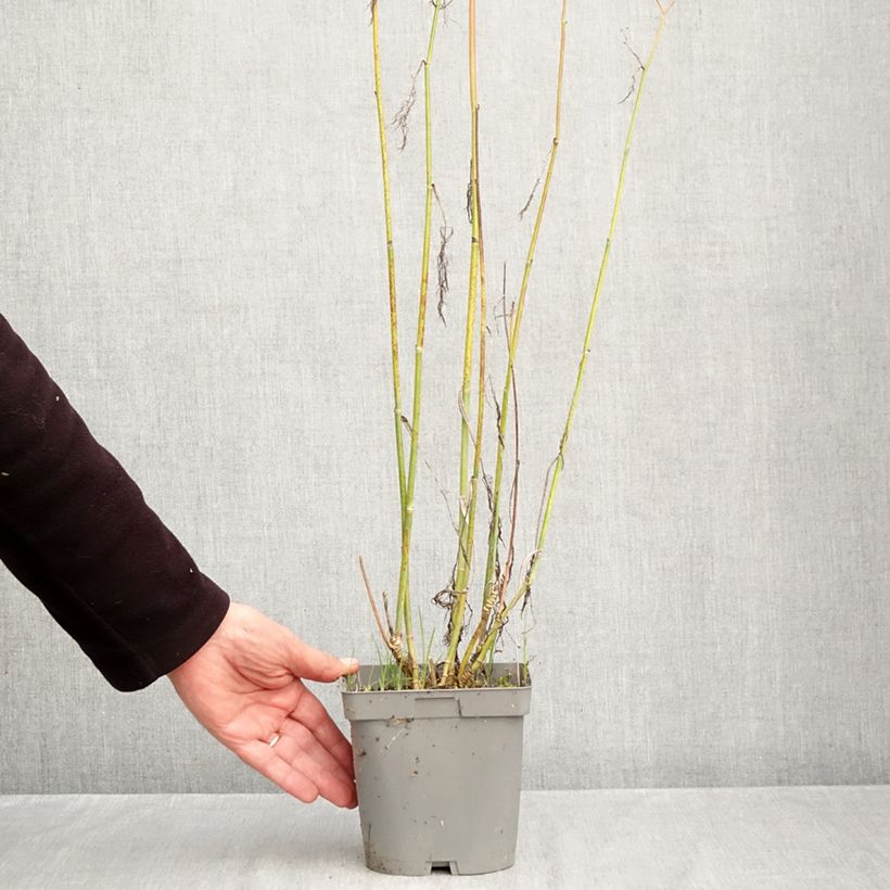 Foeniculum vulgare Giant Bronze - Bronze Fennel 2L/3L pot sample as delivered in autumn