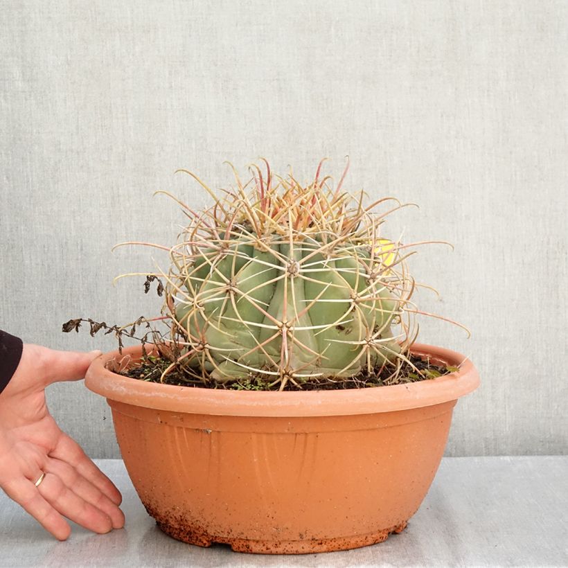Ferocactus emoryi - Red barrel cactus  7.5L/10L bowl sample as delivered in autumn