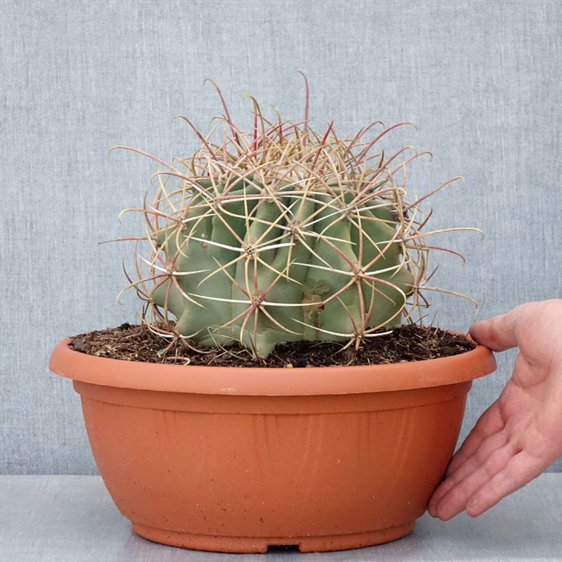 Ferocactus emoryi - Red barrel cactus  7.5L/10L bowl sample as delivered in summer