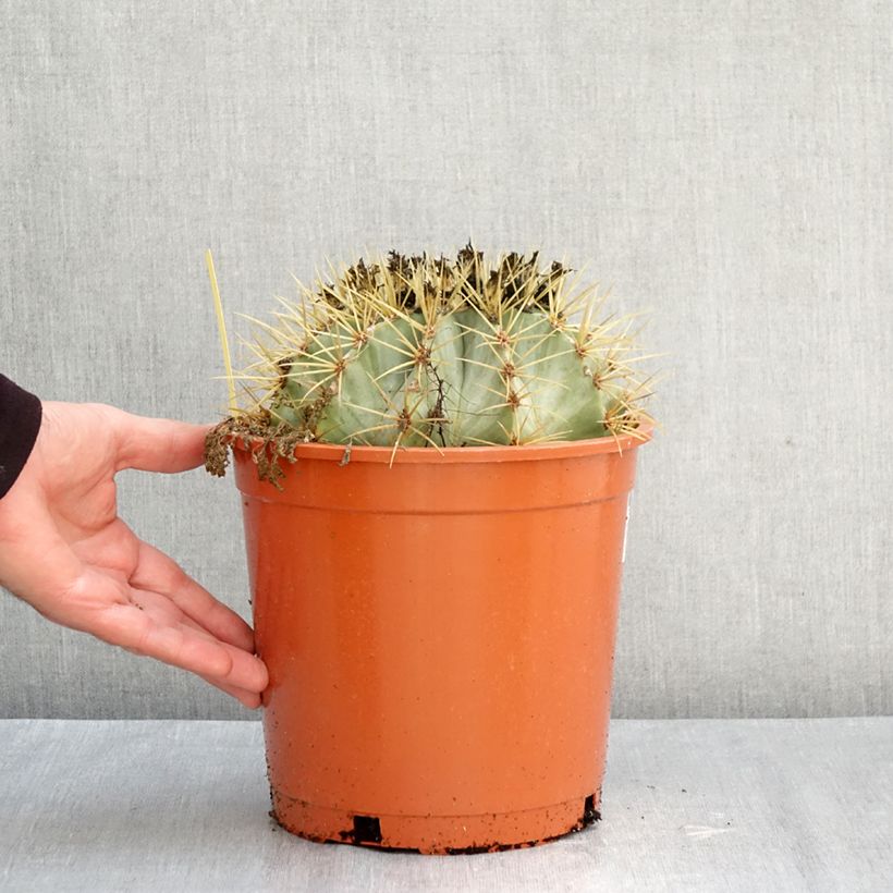 Ferocactus glaucescens - Glaucous barrel cactus 4L/5L pot sample as delivered in autumn