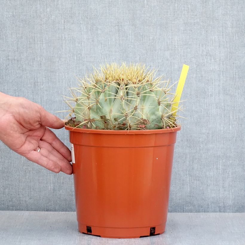 Ferocactus glaucescens - Glaucous barrel cactus 4L/5L pot sample as delivered in summer