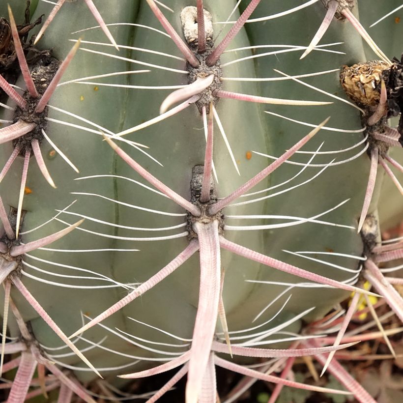 Ferocactus gracilis subsp. coloratus - Barrel cactus (Foliage)