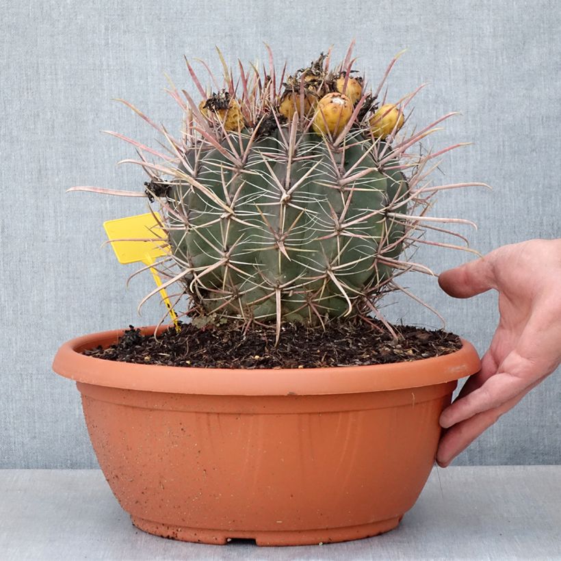 Ferocactus gracilis subsp. coloratus - Barrel cactus  7.5L/10L bowl sample as delivered in summer