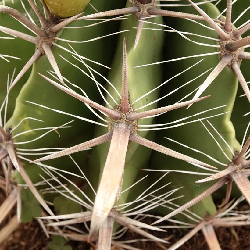 Ferocactus horridus - Barrel cactus (Foliage)