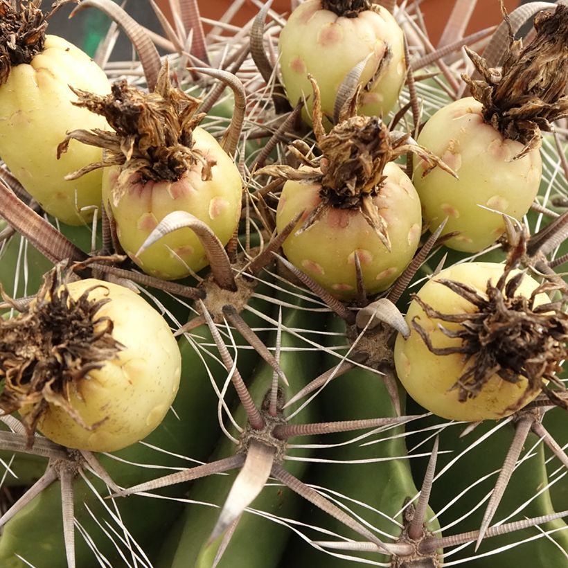 Ferocactus horridus - Barrel cactus (Harvest)