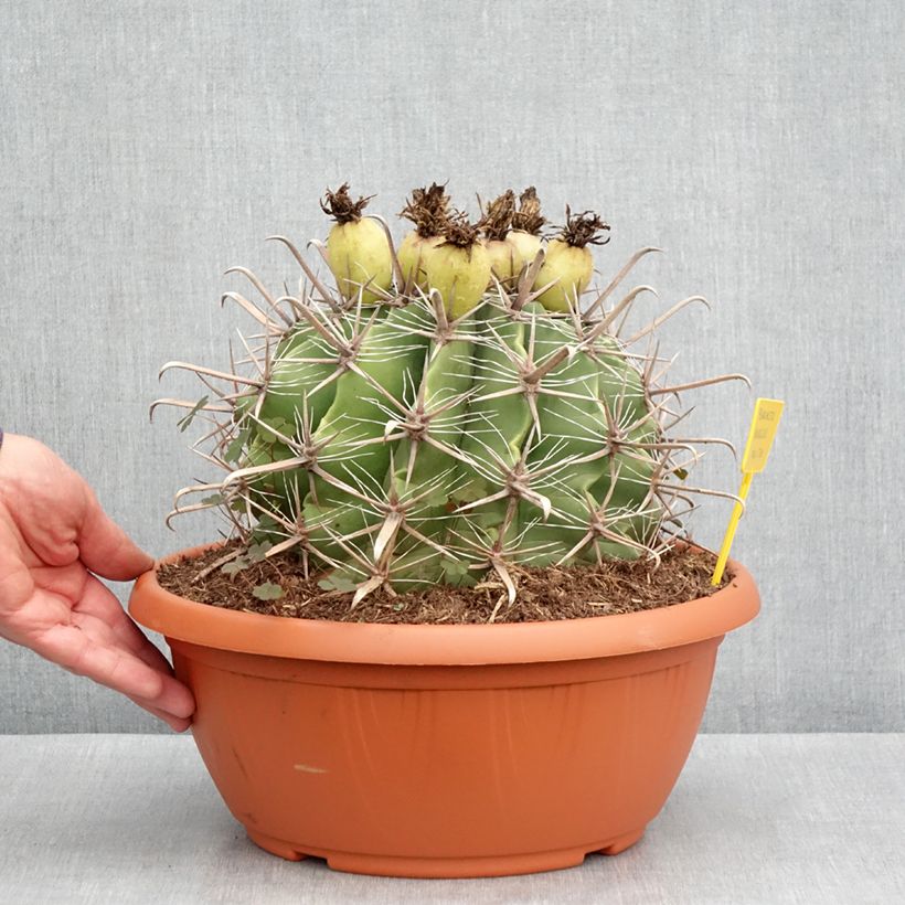 Ferocactus horridus - Barrel cactus  7.5L/10L bowl sample as delivered in autumn