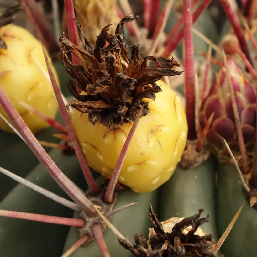 Ferocactus emoryi subsp. rectispinus - Barrel cactus (Harvest)