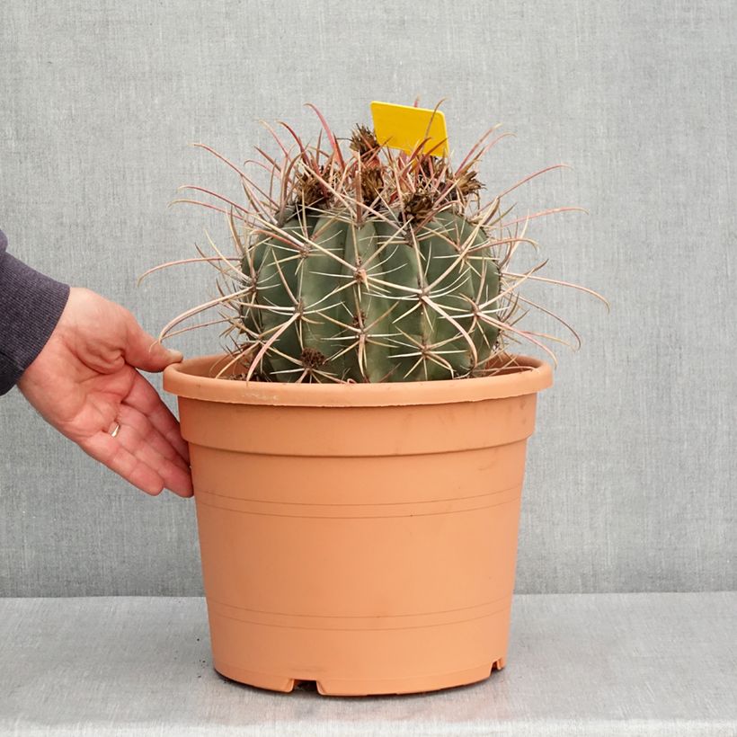 Ferocactus emoryi subsp. rectispinus - Barrel cactus 7.5L/10L pot sample as delivered in autumn