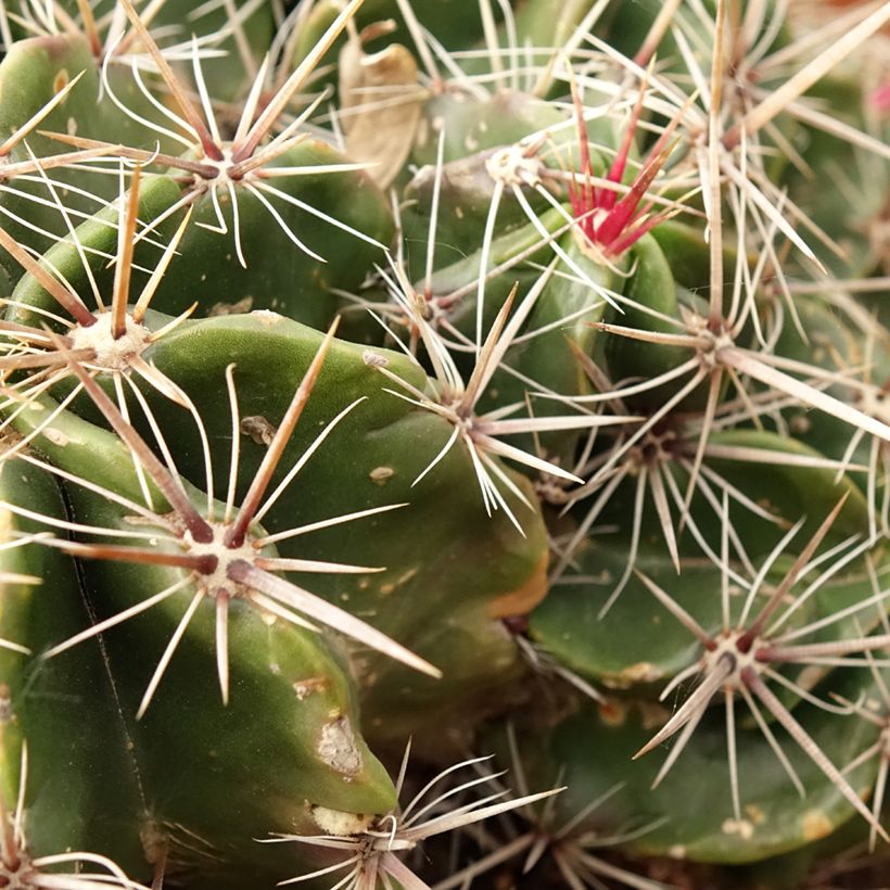 Ferocactus robustus - Barrel cactus (Foliage)