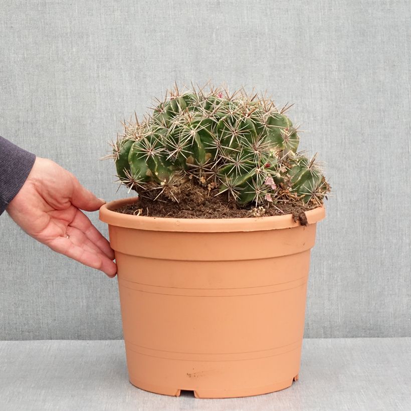Ferocactus robustus - Barrel cactus 7.5L/10L pot sample as delivered in autumn