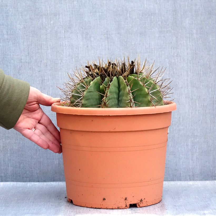 Ferocactus schwarzii - Barrel cactus 7.5L/10L pot sample as delivered in winter