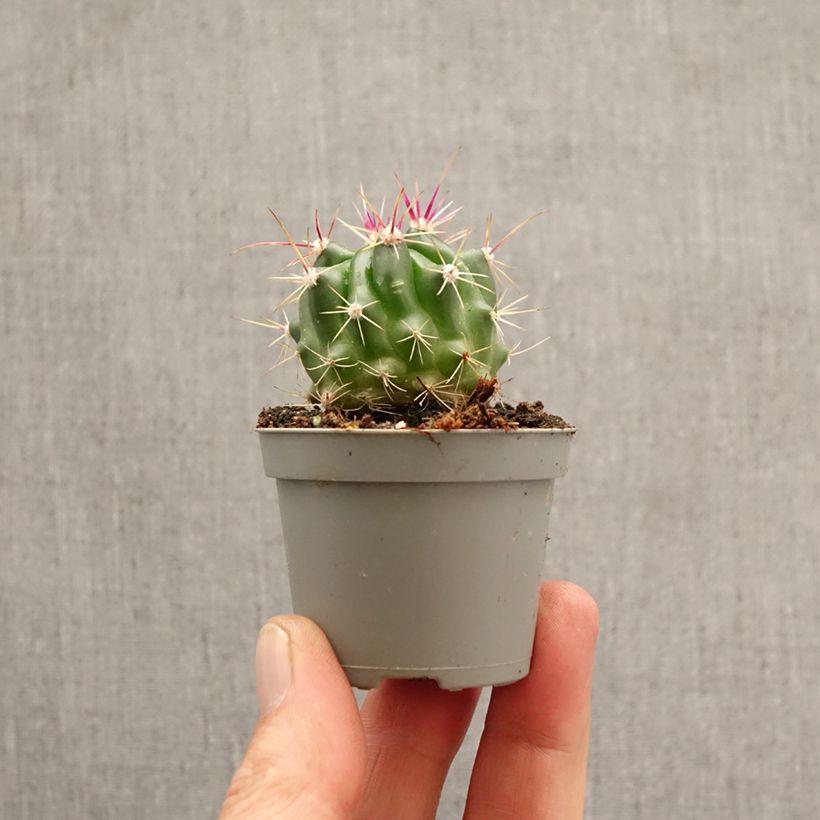 Ferocactus stainesii - Mexican fire barrel cactus mini plant sample as delivered in spring
