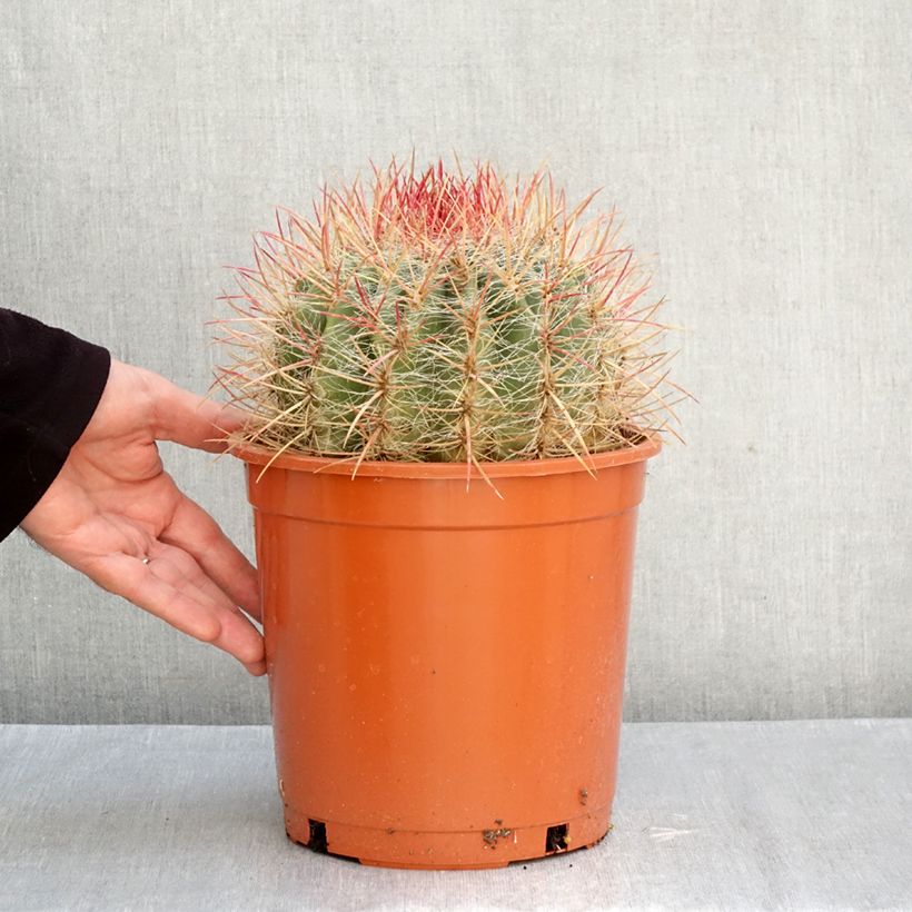 Ferocactus stainesii - Mexican fire barrel cactus 4L/5L pot sample as delivered in autumn