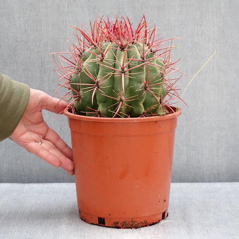 Ferocactus stainesii - Mexican fire barrel cactus 4L/5L pot sample as delivered in winter
