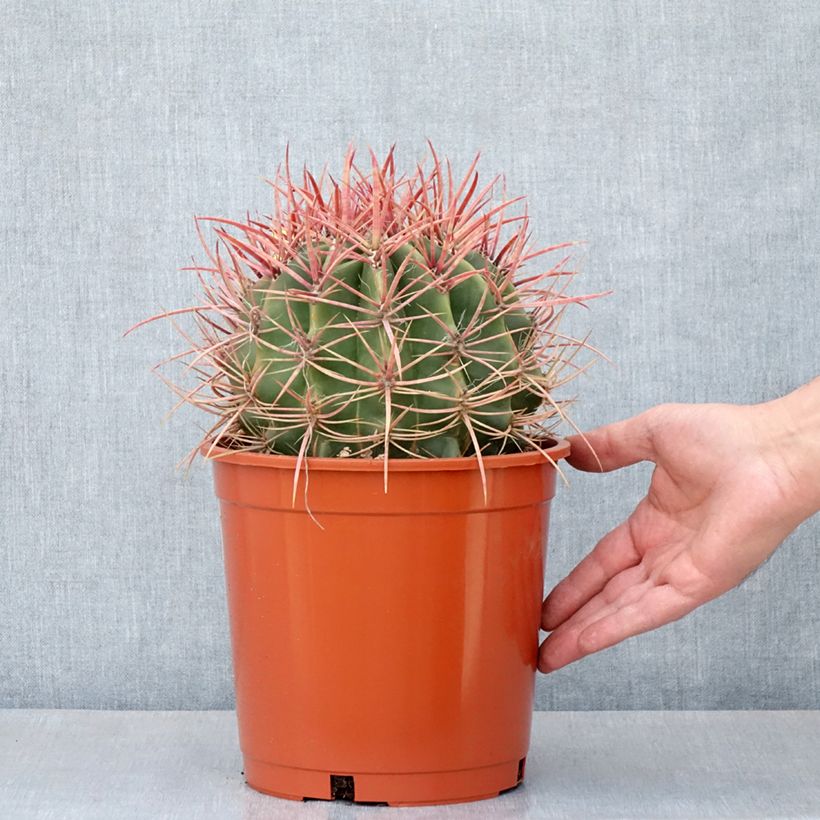 Ferocactus stainesii - Mexican fire barrel cactus 4L/5L pot sample as delivered in summer
