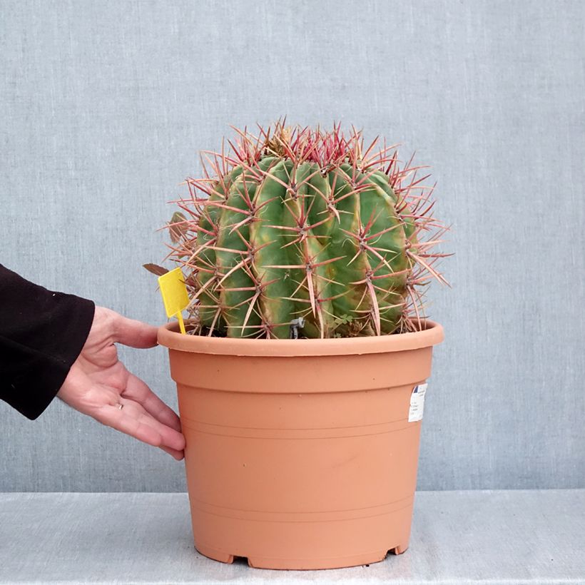 Ferocactus stainesii var. pilosus - Mexican fire barrel cactus 7.5L/10L pot sample as delivered in autumn