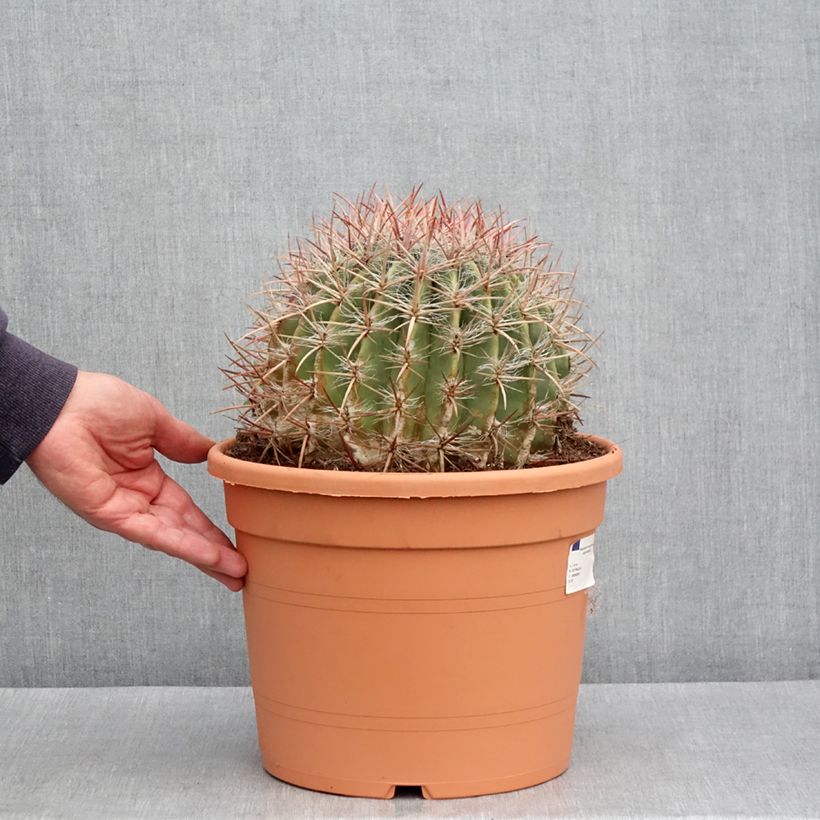 Ferocactus stainesii var. pilosus - Mexican fire barrel cactus 7.5L/10L pot sample as delivered in spring