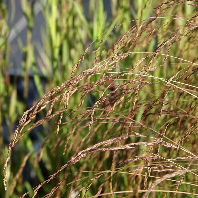 Festuca amethystina (Flowering)