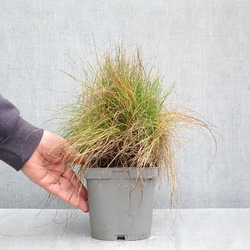 Festuca filiformis 2L/3L pot sample as delivered in autumn
