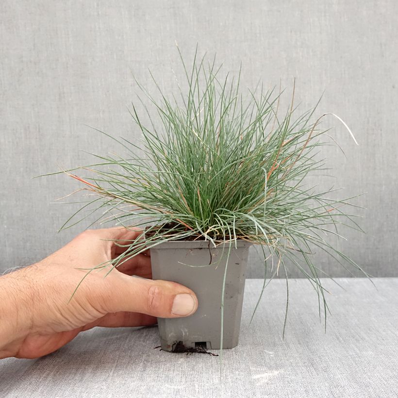 Festuca glauca Intense Blue 8/9 cm pot sample as delivered in autumn