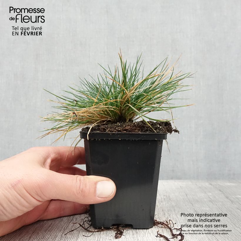 Festuca glauca Intense Blue 8/9 cm pot sample as delivered in winter