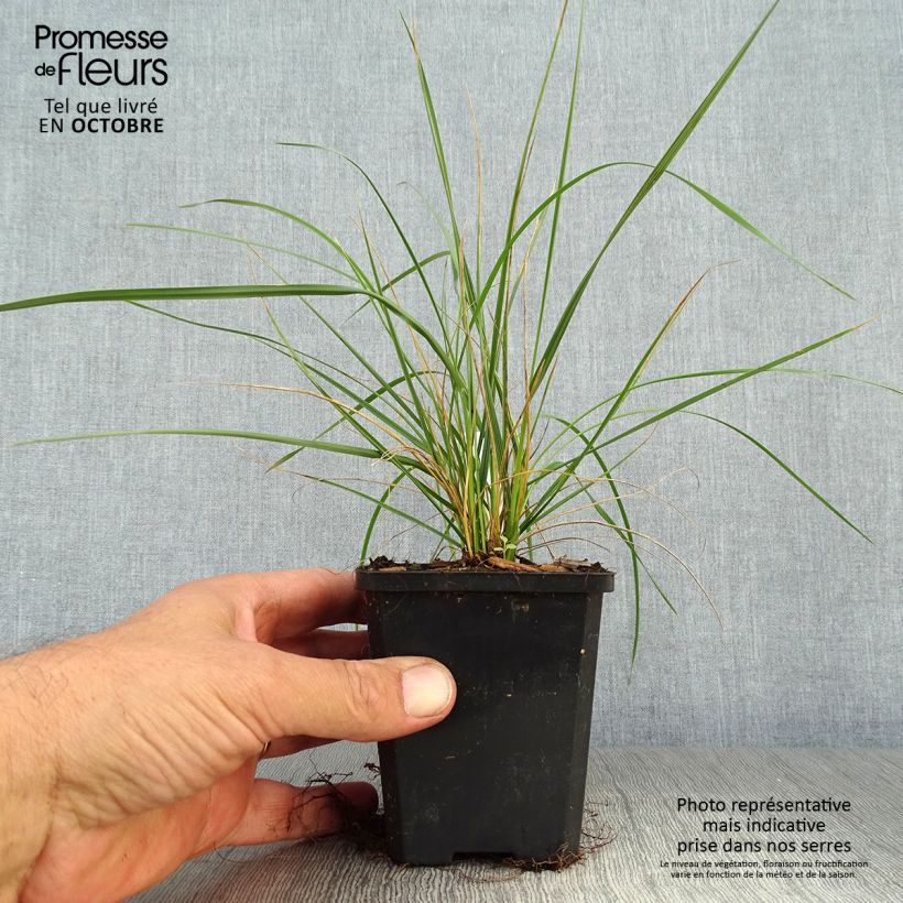 Festuca mairei 8/9 cm pot sample as delivered in autumn