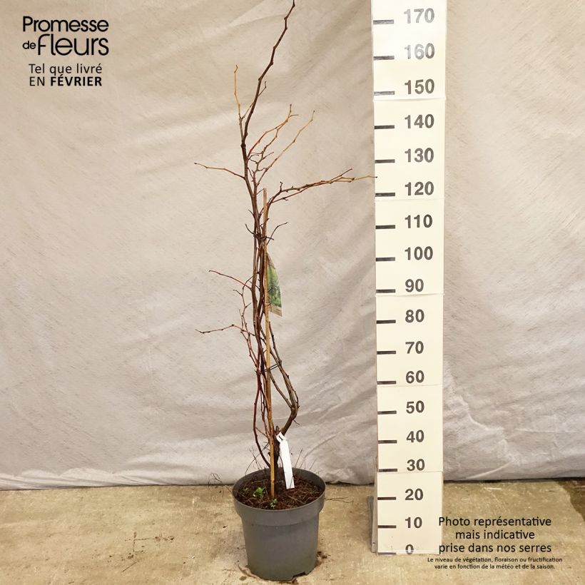 Gleditsia triacanthos f.inermis Sunburst - Honeylocust 7.5L/10L pot sample as delivered in winter