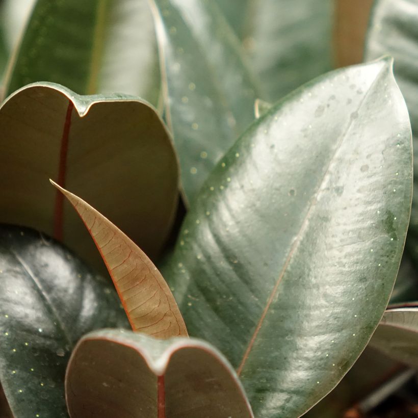 Ficus elastica Abidjan  - Rubber plant (Foliage)