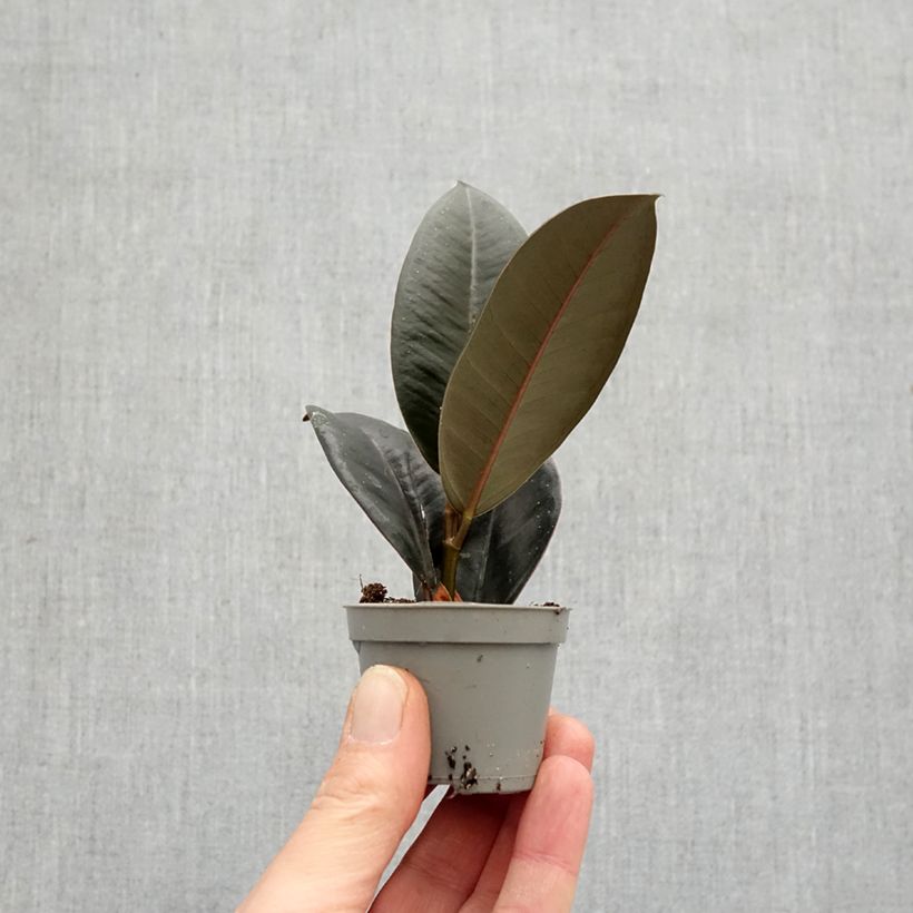 Ficus elastica Abidjan  - Rubber plant mini plant sample as delivered in spring