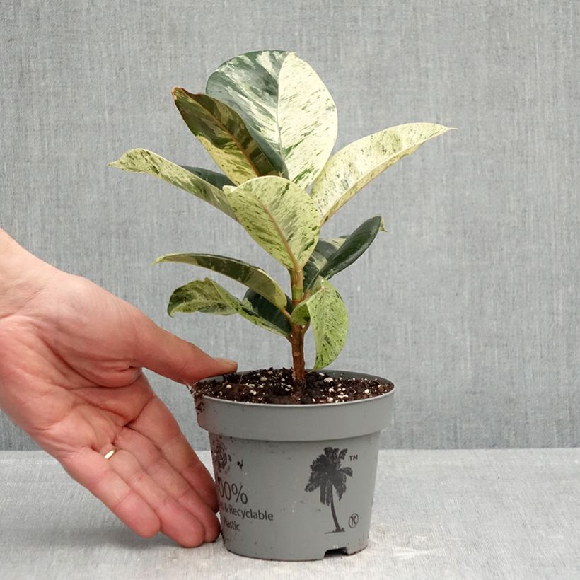 Ficus elastica Shivereana - Rubber plant 12cm pot sample as delivered in spring