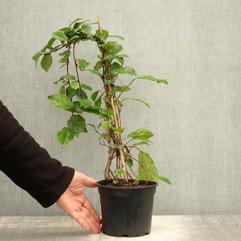 Ficus tikoua  - Figuier des guêpes, Figuier rampant 2L/3L pot sample as delivered in autumn