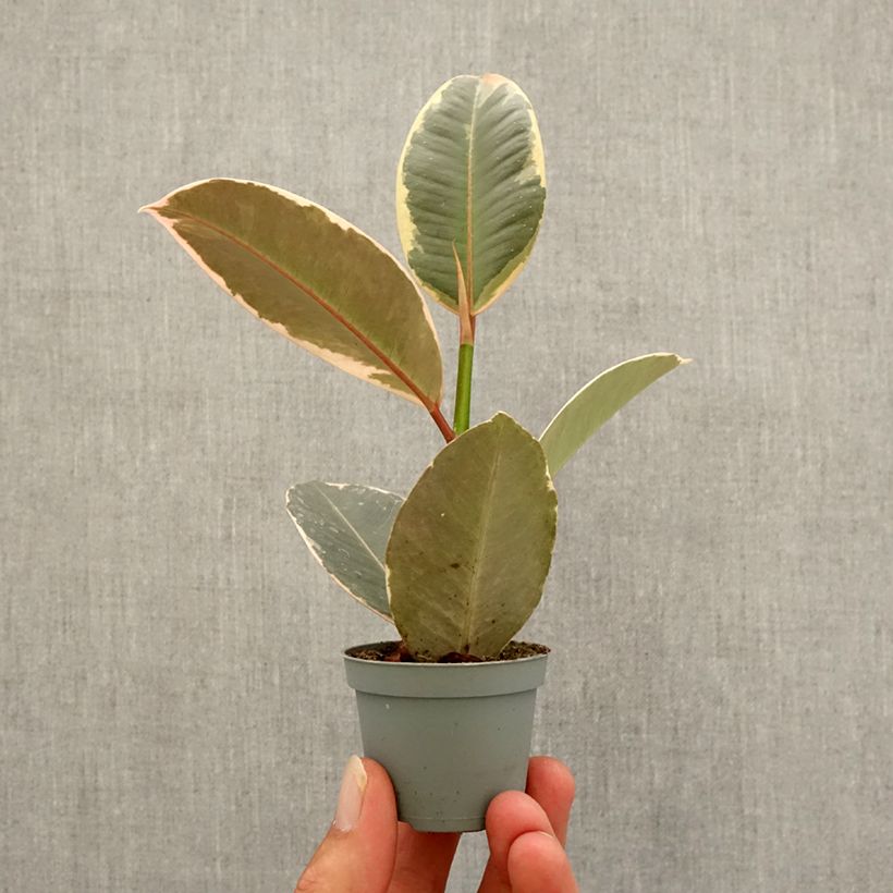 Ficus elastica Tineke - Rubber plant Mini-plante sample as delivered in autumn