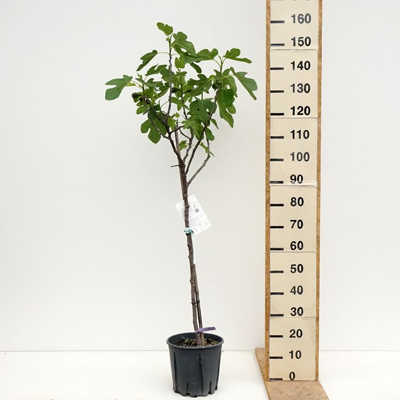 Fig Tree Brown Turkey - Ficus carica 7.5L/10L pot, Half standard sample as delivered in spring