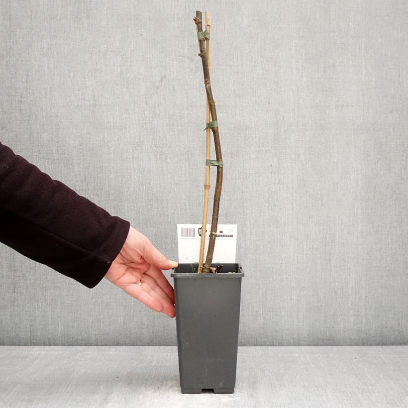 Fig Tree Brown Turkey - Ficus carica 1.5L/2L pot sample as delivered in spring