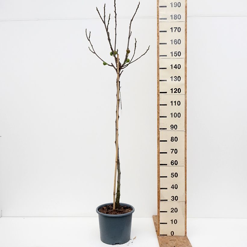 Fig Tree Brown Turkey - Ficus carica 7.5L/10L pot, Half standard sample as delivered in autumn