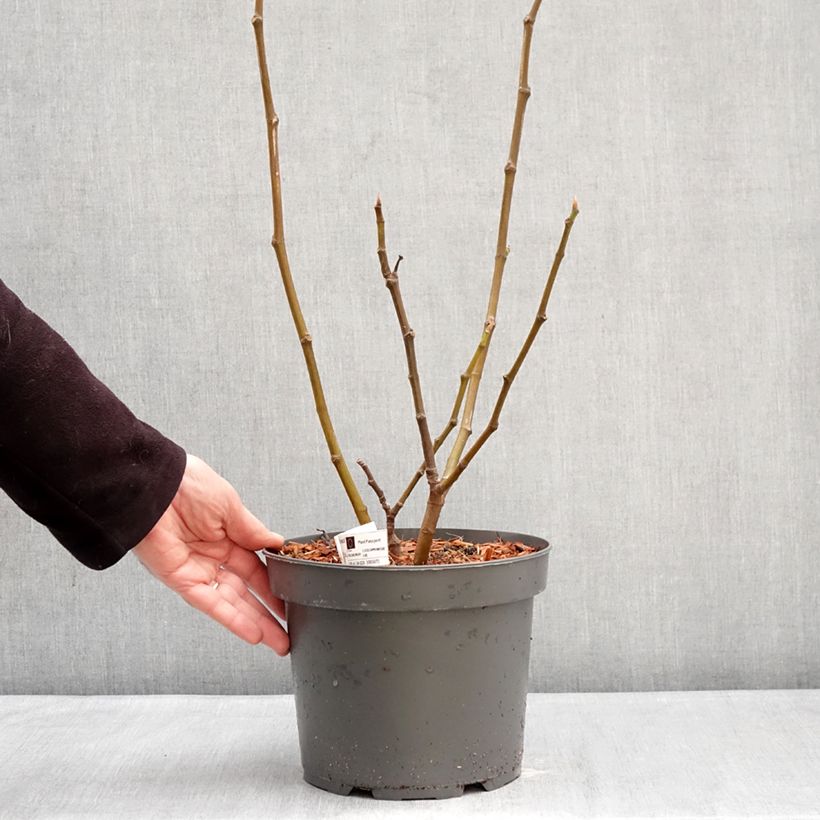 Fig Tree Brunswick - Ficus carica 4L/5L pot, Bush sample as delivered in winter
